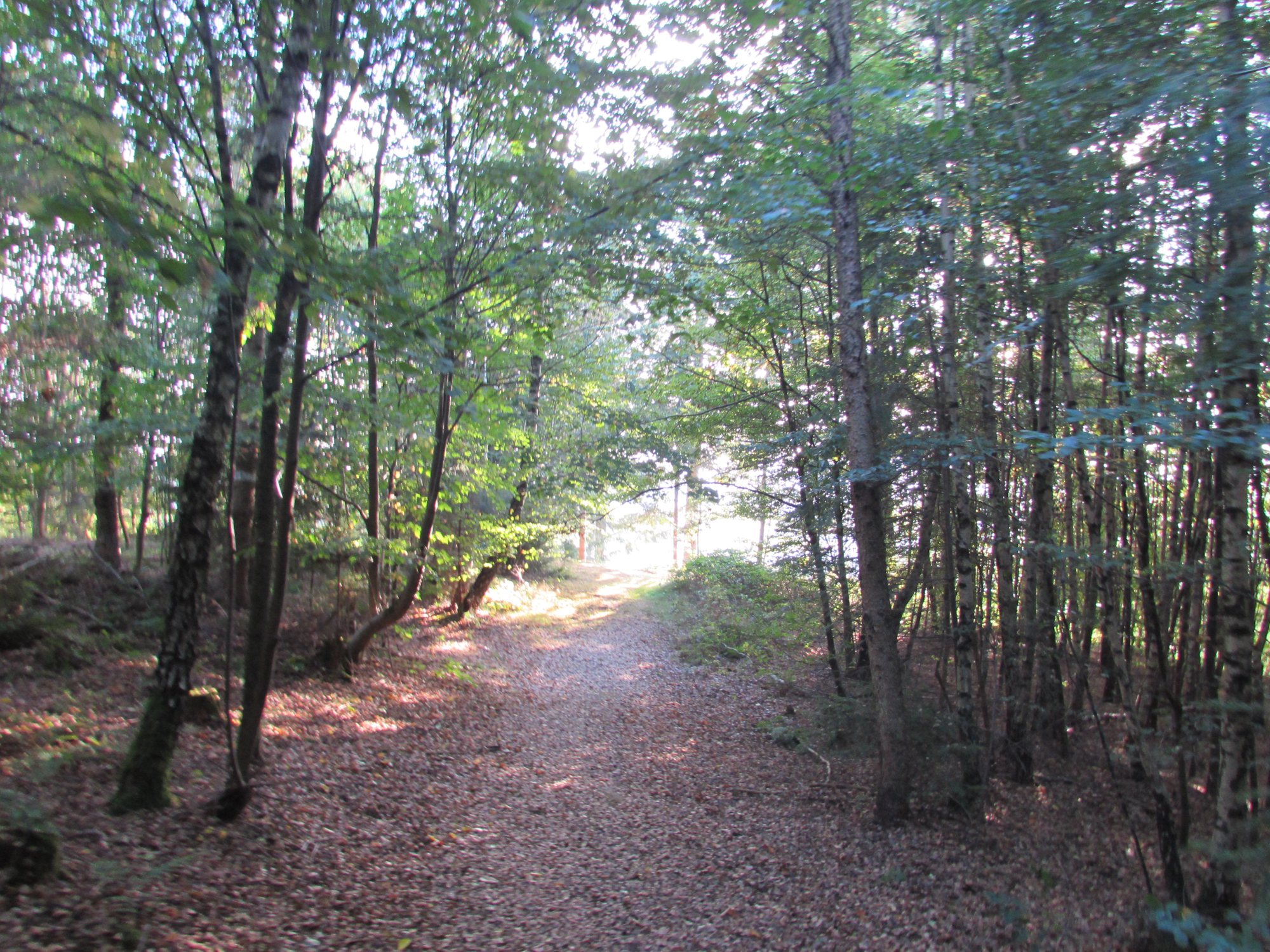 Caminho no bosque perto da abadia