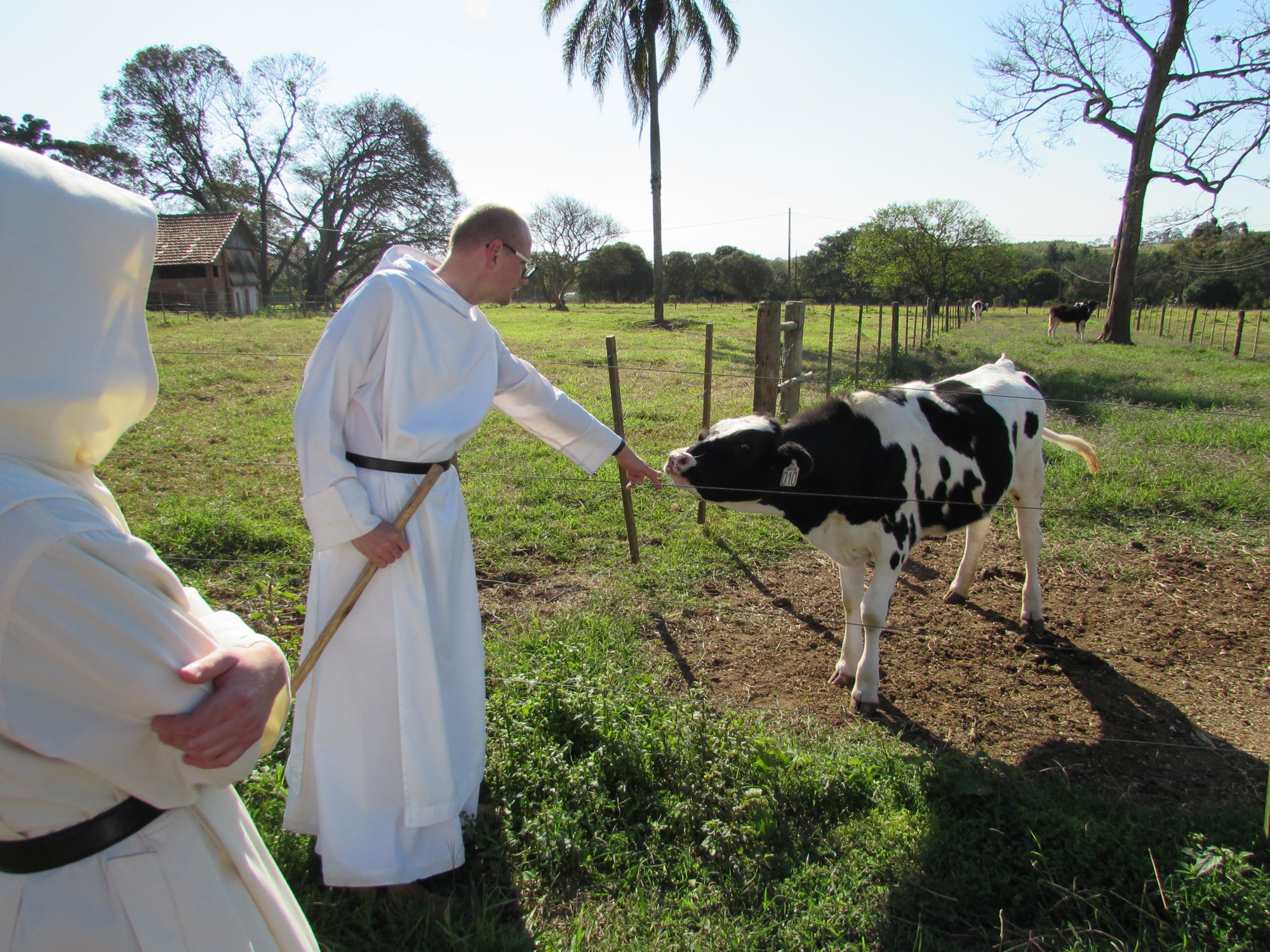 Monge conduzindo uma vaca no pasto